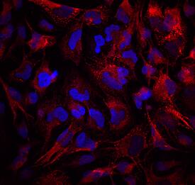Collagen IV a1 was detected in immersion fixed T98G human glioblastoma cell line using Mouse Anti-Human Collagen IV alpha 1 Monoclonal Antibody (Catalog # MAB6308) at 10 µg/mL for 3 hours at room temperature. Cells were stained using the NorthernLights™ 557-conjugated Anti-Mouse IgG Secondary Antibody (red; Catalog # NL007) and counterstained with DAPI (blue). Specific staining was localized to perinuclear areas and cytoplasm. View our protocol for Fluorescent ICC Staining of Cells on Coverslips.