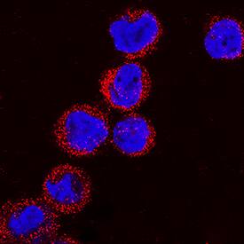 Collagen IV a1 was detected in immersion fixed THP-1 human acute monocytic leukemia cell line using Mouse Anti-Human Collagen IV a1 Monoclonal Antibody (Catalog # MAB6308) at 8 µg/mL for 3 hours at room temperature. Cells were stained using the NorthernLights™ 557-conjugated Anti-Mouse IgG Secondary Antibody (red; Catalog # NL007) and counterstained with DAPI (blue). Specific staining was localized to cytoplasm. View our protocol for Fluorescent ICC Staining of Non-adherent Cells.