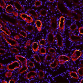Immunohistochemistry Collectrin/TMEM27 Antibody [Unconjugated]