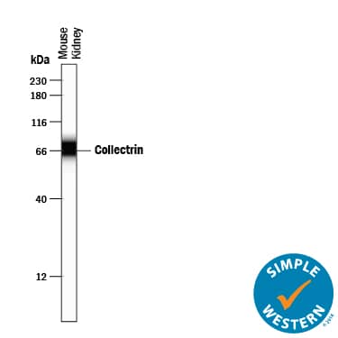 Simple Western Collectrin/TMEM27 Antibody [Unconjugated]