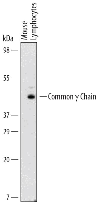 Western blot shows lysates of mouse lymphocytes. PVDF Membrane was probed with 2 µg/mL of Rat Anti-Mouse Common gamma Chain/IL-2 R gamma Monoclonal Antibody (Catalog # MAB7843) followed by HRP-conjugated Anti-Rat IgG Secondary Antibody (Catalog # HAF005). A specific band was detected for Common gamma Chain/IL-2 R gamma at approximately 45 kDa (as indicated). This experiment was conducted under reducing conditions and using Immunoblot Buffer Group 1.