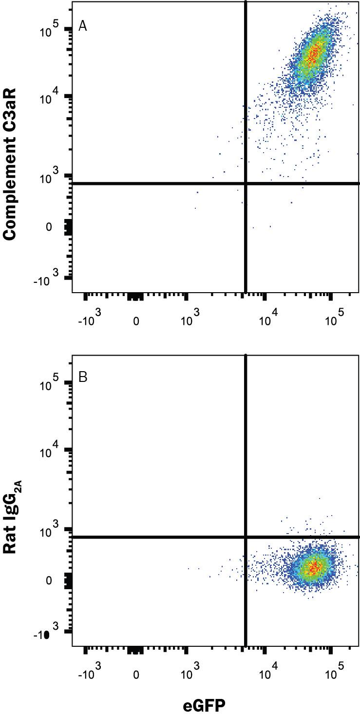 HEK293 human embryonic kidney cell line transfected with mouse Complement Component C3aR and eGFP was stained with (A) Rat Anti-Mouse Complement Component C3aR Monoclonal Antibody (Catalog # MAB10417) or (B) Rat IgG2a isotype control antibody (Catalog # MAB006) followed by Allophycocyanin-conjugated Anti-Rat IgG Secondary Antibody (Catalog # F0113). View our protocol for Staining Membrane-associated Proteins.