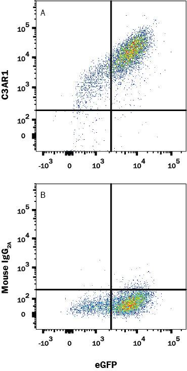 HEK293 human embryonic kidney cell line transfected with human C3a R and eGFP were stained with (A) Mouse Anti-Human C3aR PE-conjugated Monoclonal Antibody (Catalog # FAB5995P) or (B) Mouse IgG2A isotype control antibody (Catalog # IC003P).View our protocol for Staining Membrane-associated Proteins.