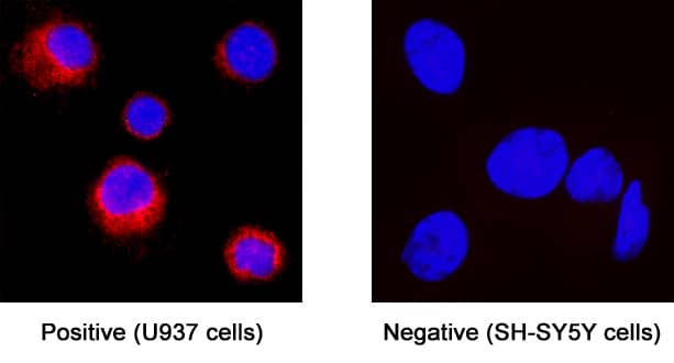Immunocytochemistry Complement Component C5aR1 Antibody (347234) [Unconjugated]