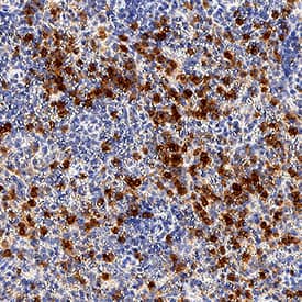 Immunohistochemistry Complement Component C5aR1 Antibody (347234) [Unconjugated]