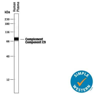 Simple Western Complement Component C9 Antibody (887025) [Unconjugated]