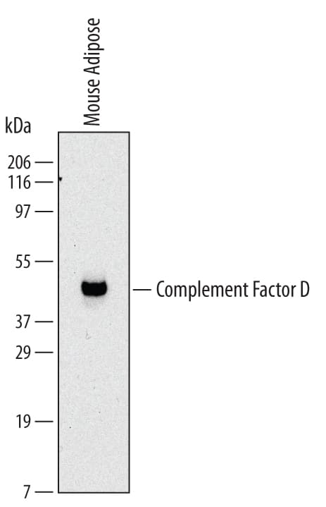 Western blot shows lysates of mouse adipose tissue. PVDF Membrane was probed with 2 µg/mL of Rat Anti-Mouse Complement Factor D/Adipsin Monoclonal Antibody (Catalog # MAB5430) followed by HRP-conjugated Anti-Rat IgG Secondary Antibody (Catalog # HAF005). A specific band was detected for Complement Factor D/Adipsin at approximately 40 kDa (as indicated). This experiment was conducted under reducing conditions and using Immunoblot Buffer Group 1.