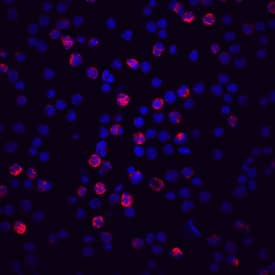 Immunocytochemistry Complement Factor H-related 4/CFHR4 Antibody (640212) [Unconjugated]