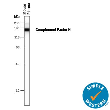Simple Western lane view shows mouse plasma, loaded at 0.2 mg/mL. A specific band was detected for Complement Factor H at approximately 166 kDa (as indicated) using 10 µg/mL of Sheep Anti-Mouse Complement Factor H Antigen Affinity-purified Polyclonal Antibody (Catalog # AF4999) followed by 1:50 dilution of HRP-conjugated Anti-Sheep IgG Secondary Antibody (Catalog # HAF016). This experiment was conducted under reducing conditions and using the 12-230 kDa separation system.
