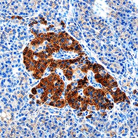 Complexin-1/2 was detected in immersion fixed paraffin-embedded sections of human pancreas using Goat Anti-Human/Mouse/Rat Complexin-1/2 Antigen Affinity-purified Polyclonal Antibody (Catalog # AF7787) at 10 µg/mL for 1 hour at room temperature followed by incubation with the Anti-Goat IgG VisUCyte™ HRP Polymer Antibody (Catalog # VC004). Before incubation with the primary antibody, tissue was subjected to heat-induced epitope retrieval using Antigen Retrieval Reagent-Basic (Catalog # CTS013). Tissue was stained using DAB (brown) and counterstained with hematoxylin (blue). Specific staining was localized to cytoplasm in islet cells. View our protocol for IHC Staining with VisUCyte HRP Polymer Detection Reagents.