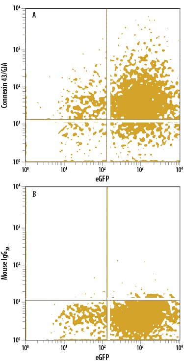 HEK293 human embryonic kidney cell line transfected with human Connexin 43/GJA1 and eGFP was stained with and either (A) Mouse Anti-Human Connexin 43/GJA1 APC-conjugated Monoclonal Antibody (Catalog # FAB7737A) or (B) Mouse IgG2AAllophycocyanin Isotype Control (Catalog # IC003A). View our protocol for Staining Membrane-associated Proteins.