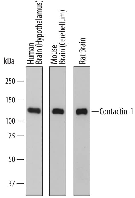 Western Blot Contactin-1 Antibody [Unconjugated]