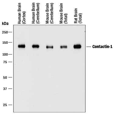 Western Blot Contactin-1 Antibody [Unconjugated]