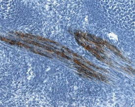 Immunohistochemistry Contactin-2/TAG1 Antibody [Unconjugated]