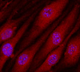 Immunocytochemistry Contactin-3 Antibody [Unconjugated]