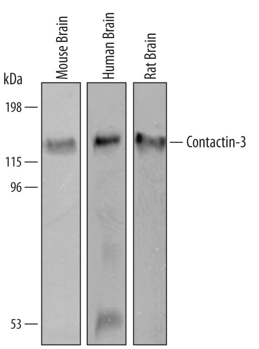 Western Blot Contactin-3 Antibody [Unconjugated]