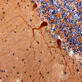 Immunohistochemistry Contactin-3 Antibody