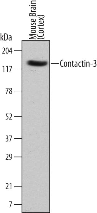 Western Blot Contactin-3 Antibody (524518)