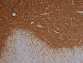 Immunohistochemistry Contactin-6 Antibody [Unconjugated]