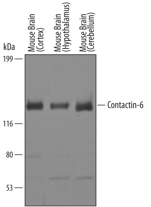Western Blot Contactin-6 Antibody [Unconjugated]