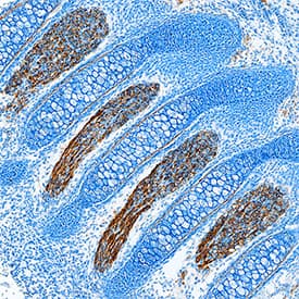 Immunohistochemistry Contactin-1 Antibody [Unconjugated]