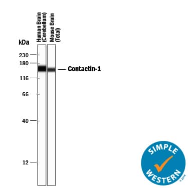 Simple Western lane view shows lysates of human brain tissue and mouse brain tissue, loaded at 0.2 mg/mL. A specific band was detected for Contactin-1 at approximately 158 kDa (as indicated) using 5 µg/mL of Goat Anti-Human/Mouse/Rat Contactin-1 Antigen Affinity-purified Polyclonal Antibody (Catalog # AF904) followed by 1:50 dilution of HRP-conjugated Anti-Goat IgG Secondary Antibody (Catalog # HAF109). This experiment was conducted under reducing conditions and using the 12-230 kDa separation system.