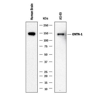 Western Blot Contactin-1 Antibody (2332B) [Unconjugated]