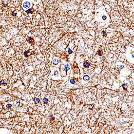 Immunohistochemistry Contactin-2/TAG1 Antibody [Unconjugated]