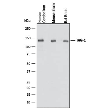 Western Blot Contactin-2/TAG1 Antibody [Unconjugated]