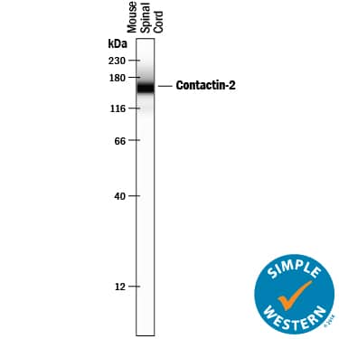 Simple Western Contactin-2/TAG1 Antibody [Unconjugated]