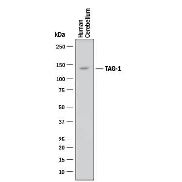 Western Blot Contactin-2/TAG1 Antibody (372913) [Unconjugated]