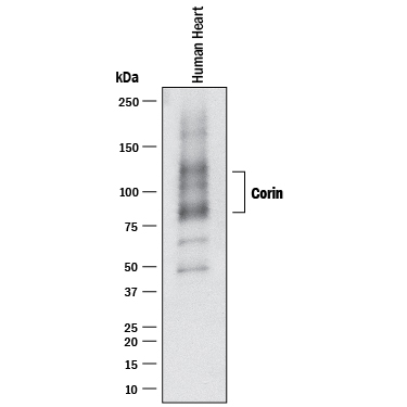 Western blot shows lysates of human heart tissue. PVDF membrane was probed with 1 µg/mL of Goat Anti-Human Corin Antigen Affinity-purified Polyclonal Antibody (Catalog # af2209) followed by HRP-conjugated Anti-Goat IgG Secondary Antibody (Catalog # HAF017). A specific band was detected for Corin at approximately 85 and 130 kDa (as indicated). This experiment was conducted under reducing conditions and using Immunoblot Buffer Group 1.