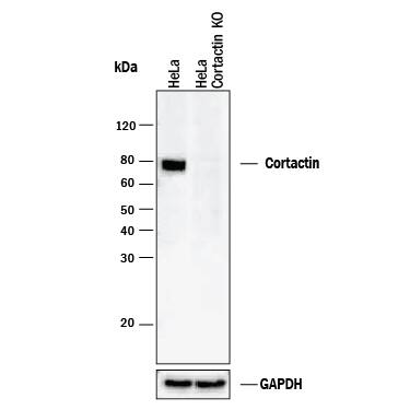 <b>Genetic Strategies Validation. </b>Western blot shows lysates of HeLa human cervical epithelial carcinoma parental cell line and Cortactin knockout HeLa cell line (KO). PVDF membrane was probed with 1 µg/mL of Goat Anti-Human/Rat Cortactin Antigen Affinity-purified Polyclonal Antibody (Catalog # AF6096) followed by HRP-conjugated Anti-Goat IgG Secondary Antibody (Catalog # HAF017). A specific band was detected for Cortactin at approximately 80 kDa (as indicated) in the parental HeLa cell line, but is not detectable in knockout HeLa cell line. GAPDH (Catalog # AF5718) is shown as a loading control. This experiment was conducted under reducing conditions and using Immunoblot Buffer Group 1.