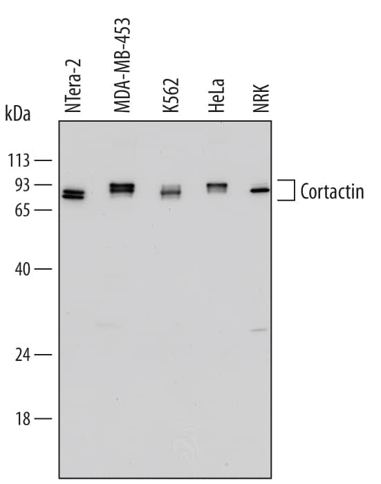 Western blot shows lysates of NTera-2 human testicular embryonic carcinoma cell line, MDA-MB-453 human breast cancer cell line, K562 human chronic myelogenous leukemia cell line, HeLa human cervical epithelial carcinoma cell line, and NRK rat normal kidney cell line. PVDF Membrane was probed with 1 µg/mL of Goat Anti-Human/Rat Cortactin Antigen Affinity-purified Polyclonal Antibody (Catalog # AF6096) followed by HRP-conjugated Anti-Goat IgG Secondary Antibody (Catalog # HAF109). Specific bands were detected for Cortactin at approximately 80-85 kDa (as indicated). This experiment was conducted under reducing conditions and using Immunoblot Buffer Group 1.