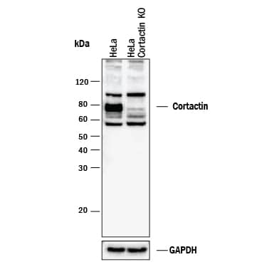 <b>Genetic Strategies Validation. </b>Western blot shows lysates of HeLa human cervical epithelial carcinoma parental cell line and TACE/ADAM17 knockout HeLa cell line (KO). PVDF membrane was probed with 0.2 µg/mL of Mouse Anti-Human Cortactin Monoclonal Antibody (Catalog # MAB6096) followed by HRP-conjugated Anti-Mouse IgG Secondary Antibody (Catalog # HAF018). A specific band was detected for Cortactin at approximately 80 kDa (as indicated) in the parental HeLa cell line, but is not detectable in knockout HeLa cell line. GAPDH (Catalog # MAB5718) is shown as a loading control. This experiment was conducted under reducing conditions and using Immunoblot Buffer Group 1.