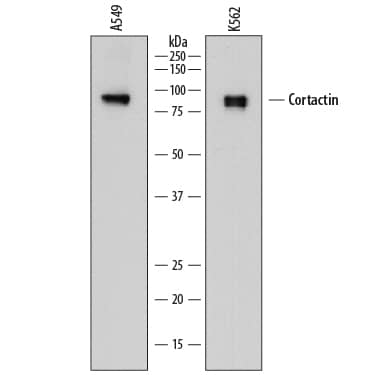 Western blot shows lysates of A549 human lung carcinoma cell line and K562 human chronic myelogenous leukemia cell line. PVDF membrane was probed with 0.1 µg/mL of Mouse Anti-Human Cortactin Monoclonal Antibody (Catalog # MAB6096) followed by HRP-conjugated Anti-Mouse IgG Secondary Antibody (Catalog # HAF018). Specific bands were detected for Cortactin at approximately 80-85 kDa (as indicated). This experiment was conducted under reducing conditions and using Immunoblot Buffer Group 1.