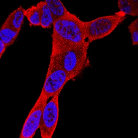 Creatine Kinase BB was detected in immersion fixed SH-SY5Y human neuroblastoma cell line using Mouse Anti-Human/Mouse/Rat Creatine Kinase BB Monoclonal Antibody (Catalog # MAB9076) at 8 µg/mL for 3 hours at room temperature. Cells were stained using the NorthernLights™ 557-conjugated Anti-Mouse IgG Secondary Antibody (red; Catalog # NL007) and counterstained with DAPI (blue). Specific staining was localized to cytoplasm. View our protocol for Fluorescent ICC Staining of Cells on Coverslips.