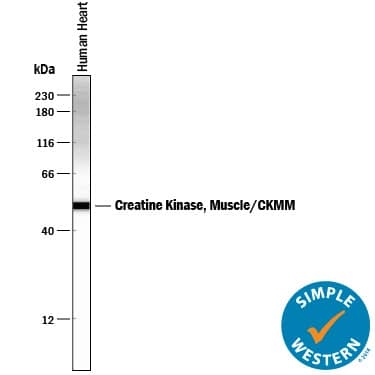 Simple Western Creatine Kinase, Muscle/CKMM Antibody (492731) [Unconjugated]