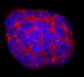 Immunocytochemistry CRIPTO Antibody [Unconjugated]