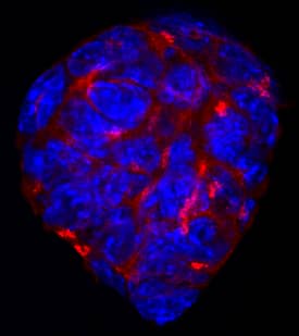 Cripto was detected in immersion fixed D3 mouse embryonic stem cell line using Sheep Anti-Mouse Cripto Biotinylated Antigen Affinity-purified Polyclonal Antibody (Catalog # BAF1538) at 10 µg/mL for 3 hours at room temperature. Cells were stained using the NorthernLights™ 557-conjugated Streptavidin (red; Catalog # NL999) and counterstained with DAPI (blue). Specific staining was localized to cytoplasm and cell secretion. View our protocol for Fluorescent ICC Staining of Stem Cells on Coverslips.