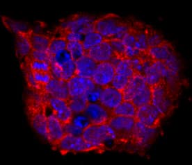 Cripto was detected in immersion fixed D3 mouse embryonic stem cell line using Rat Anti-Mouse Cripto Monoclonal Antibody (Catalog # MAB1538) at 10 µg/mL for 3 hours at room temperature. Cells were stained using the NorthernLights™ 557-conjugated Anti-Rat IgG Secondary Antibody (red; Catalog # NL013) and counterstained with DAPI (blue). Specific staining was localized to cytoplasm and cell secretion. View our protocol for Fluorescent ICC Staining of Stem Cells on Coverslips.