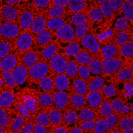 Immunocytochemistry CRIPTO Antibody (89633) [Unconjugated] - 1