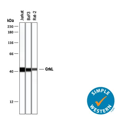 Simple Western CrkL Antibody [Unconjugated]