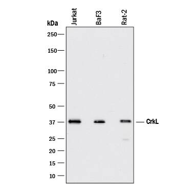 Western Blot CrkL Antibody [Unconjugated]