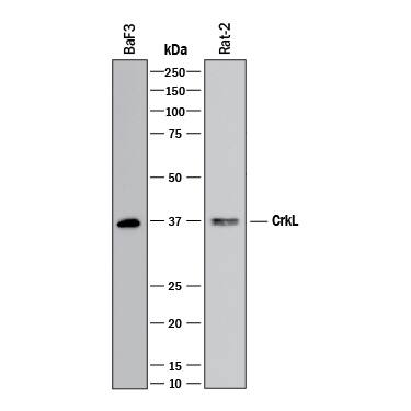 Western blot shows lysates of BaF3 mouse pro-B cell line and Rat-2 rat embryonic fibroblast cell line. PVDF membrane was probed with 1 µg/mL of Mouse Anti-Human/Mouse/Rat CrkL Monoclonal Antibody (Catalog # MAB5127) followed by HRP-conjugated Anti-Mouse IgG Secondary Antibody (Catalog # HAF018). A specific band was detected for CrkL at approximately 37 kDa (as indicated). This experiment was conducted under reducing conditions and using Immunoblot Buffer Group 1.