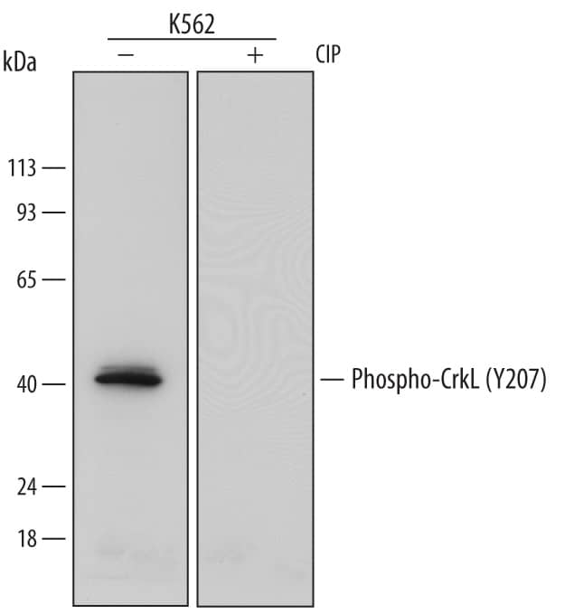 Western blot shows lysates of K562 human chronic myelogenous leukemia cell line untreated (-) or treated (+) with 300 U/mL CIP for 60 minutes. PVDF membrane was probed with 0.5 µg/mL of Mouse Anti-Human Phospho-CrkL (Y207) Monoclonal Antibody (Catalog # MAB6910) followed by HRP-conjugated Anti-Mouse IgG Secondary Antibody (Catalog # HAF007). A specific band was detected for Phospho-CrkL (Y207) at approximately 40 kDa (as indicated). This experiment was conducted under reducing conditions and using Immunoblot Buffer Group 1.