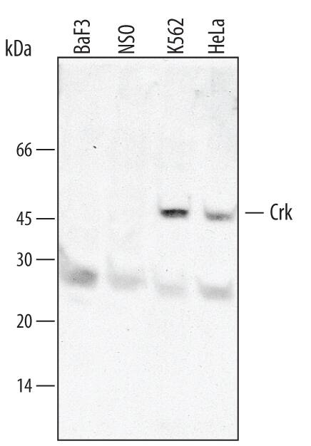 Western blot shows lysates of BaF3 mouse pro-B cell line, NS0 mouse myeloma cell line, K562 human chronic myelogenous leukemia cell line, and HeLa human cervical epithelial carcinoma cell line. PVDF membrane was probed with 1 µg/mL of Human Crk Antigen Affinity-purified Polyclonal Antibody (Catalog # AF4316) followed by HRP-conjugated Anti-Sheep IgG Secondary Antibody (Catalog # HAF016). A specific band was detected for Crk at approximately 50 kDa (as indicated). This experiment was conducted under reducing conditions and using Immunoblot Buffer Group 1.