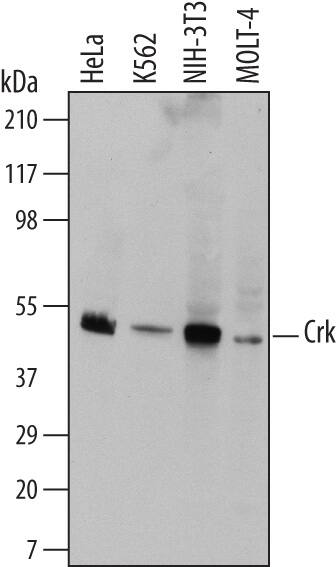 Western blot shows lysates of HeLa human cervical epithelial carcinoma cell line, K562 human chronic myelogenous leukemia cell line, NIH-3T3 mouse embryonic fibroblast cell line, and MOLT-4 human acute lymphoblastic leukemia cell line. PVDF Membrane was probed with 1 µg/mL of Mouse Anti-Human/Mouse Crk Monoclonal Antibody (Catalog # MAB4316) followed by HRP-conjugated Anti-Mouse IgG Secondary Antibody (Catalog # HAF007). A specific band was detected for Crk at approximately 46 kDa (as indicated). This experiment was conducted under reducing conditions and using Immunoblot Buffer Group 1.