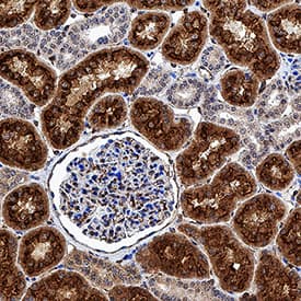 Immunohistochemistry Cubilin Antibody [Unconjugated]