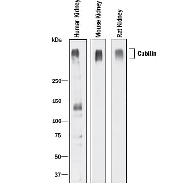 Western Blot Cubilin Antibody [Unconjugated]